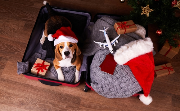 A dog in a Santa hat laying in an open suitcase under the Christmas tree.
