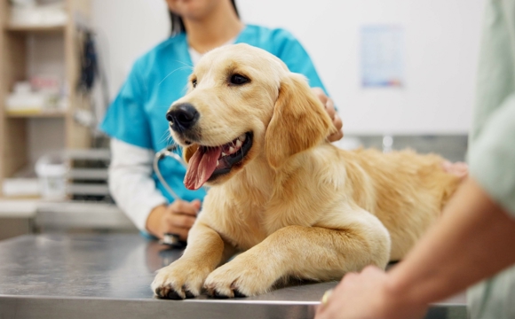 Smiling Golden Retriever enjoying a visit to the vet.