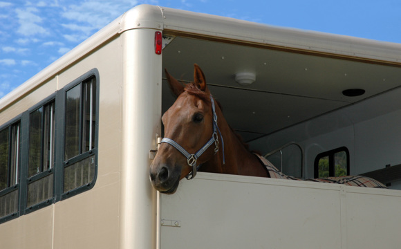 A horse looking sticking his head out the back of a horse trailer.